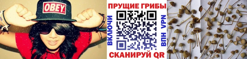 Псилоцибиновые грибы ЛСД  Правдинск 